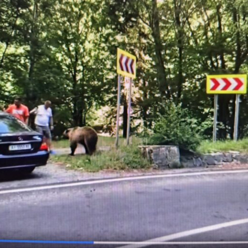 Inconștiența unor turiști față în față cu un urs pe Transfăgărășan