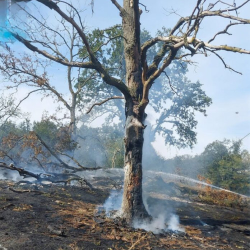 Incendiu pe o pășune lângă Mihai Bravu: Pompierii acționează rapid