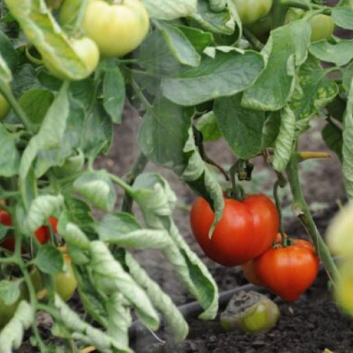 Sprijin financiar pentru cultivatorii de tomate din Giurgiu