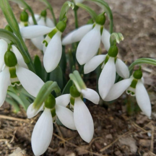 Ghioceii au înflorit deja în februarie în mai multe orașe din țară