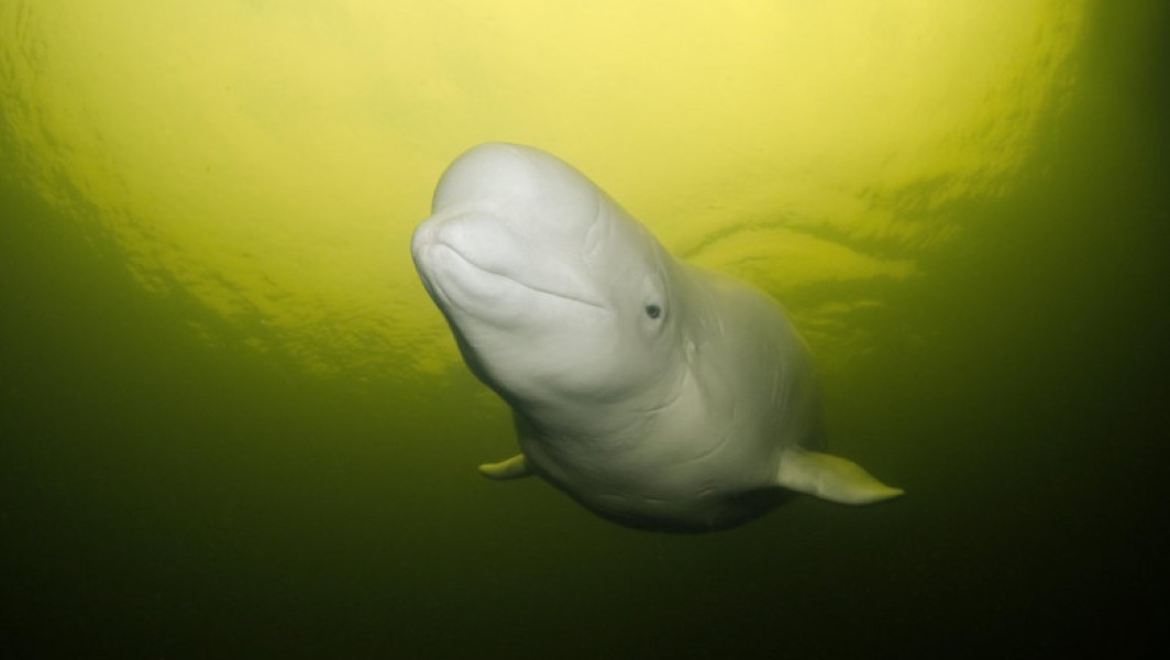 Parcul Marineland din Canada amenință cu eutanasia a 30 de belugi după refuzul guvernului pentru export