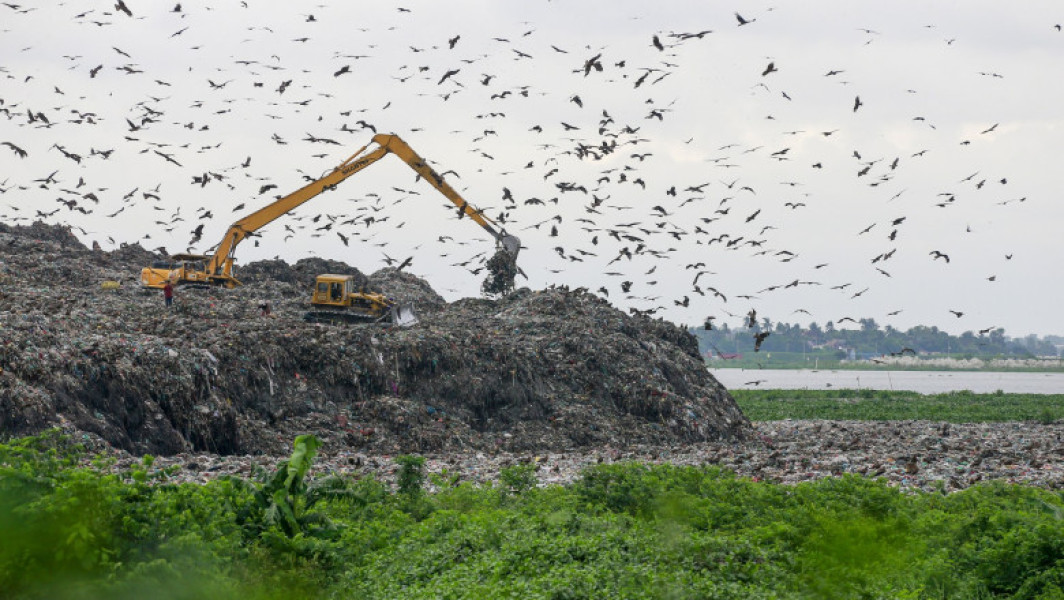 Peste jumătate dintre speciile de păsări sunt în declin din cauza pierderii habitatelor