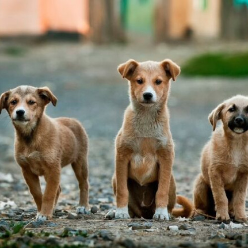 Primul târg de adopții câini de la Giurgiu va avea loc sâmbătă, 27 aprilie, în parc!Organizatorii promit surprize și cadouri pentru cei care adoptă un câine fără stăpân din adăpostul public!