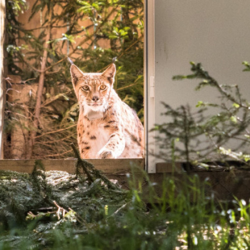 Zece râşi din România vor fi transferaţi în Germania pentru refacerea speciei. Imagini cu primul râs eliberat în pădure
