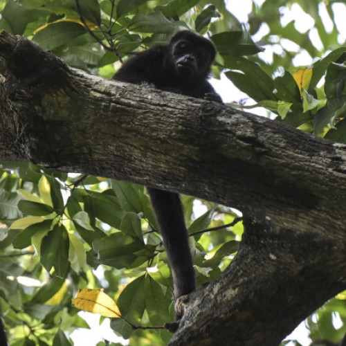 Maimuțele urlătoare în pericol în Mexic din cauza caniculei: Numeroase animale găsite moarte în pădurile tropicale