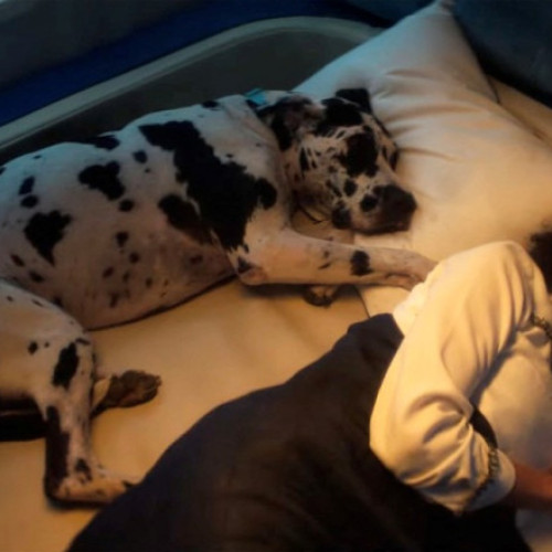 Condiții VIP pentru căței, în avioanele de lux ale primei companii destinată patrupedelor. Biletele au fost epuizate la prima cursă